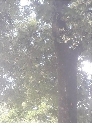 3fish 회화나무