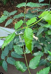 3fish �������� : 112)  �Գ���(Neem Tree) ����