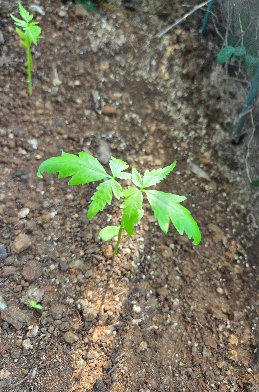 3fish �������� : 112)  �Գ���(Neem Tree) ����