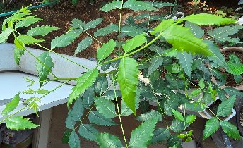 3fish �������� : 112)  �Գ���(Neem Tree) ����