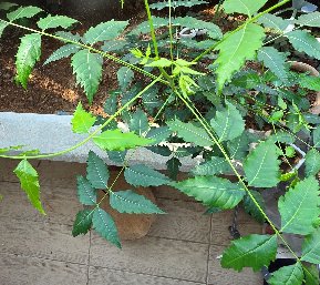 3fish �������� : 112)  �Գ���(Neem Tree) ����